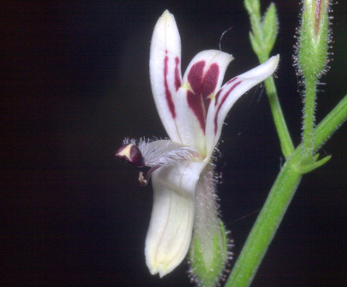 Plantes en vrac - Poudre & Capsules