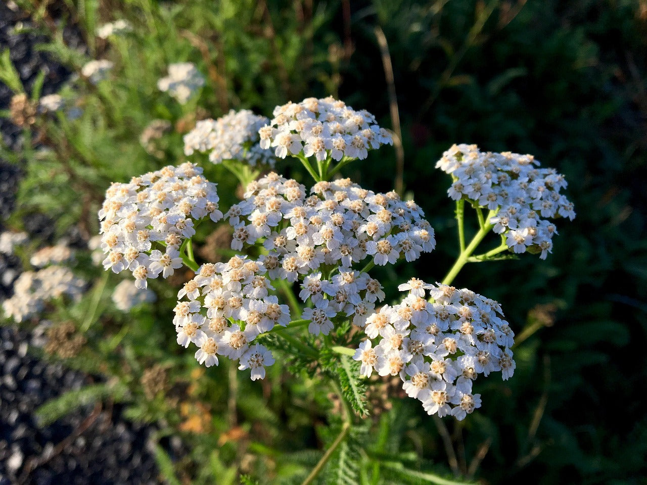 Achillée Millefeuille (Achillea millefolium) 50 gr.