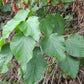 Alchornea Vinegar (Alchornea cordifolia)50 ml.