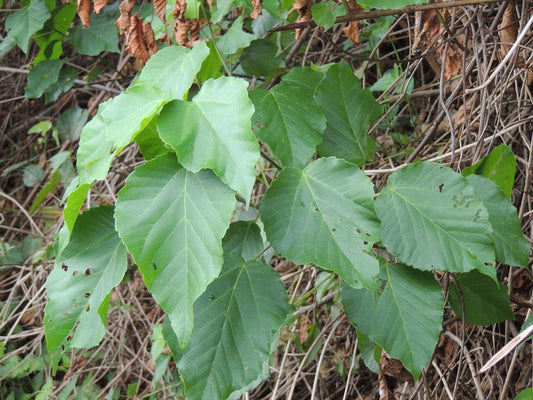 Vinaigré Alchornea (Alchornea cordifolia )50 ml.