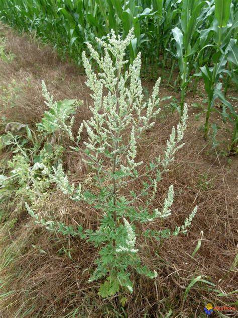 Teinture Armoise commune (Artemisia vulgaris) 50 ml.