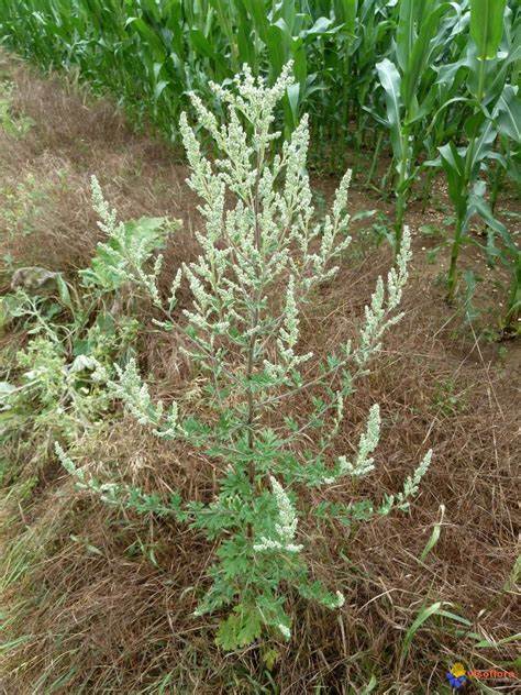 Armoise Vulgaire (Artemisia vulgaris) 50 gr.