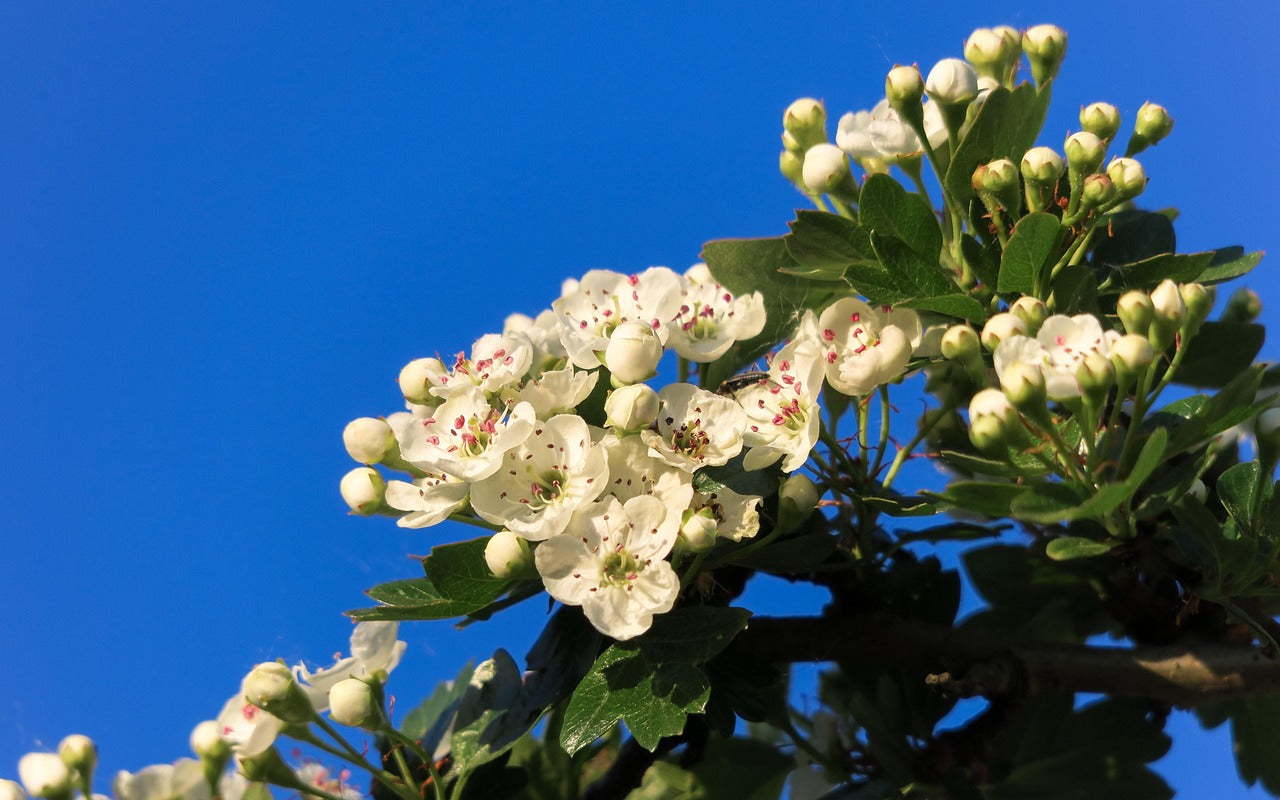 Aubépine - Fleurs & Feuilles (Craetagus laevigata) 50 gr.