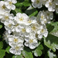 Aubépine - Fleurs & Feuilles (Craetagus laevigata) 50 gr.