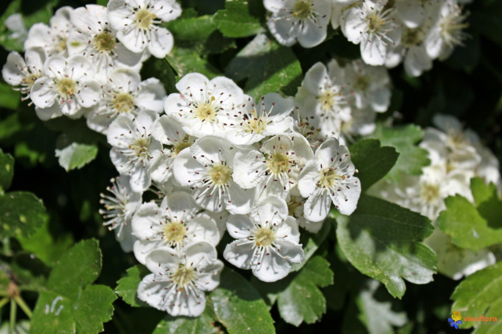 Aubépine - Fleurs & Feuilles (Craetagus oxyantha) 100 gr.