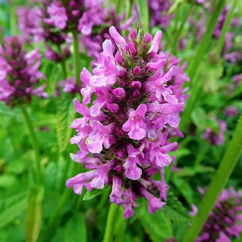 Teinture Bétoine officinale (Betonica officinalis) 50 ml.