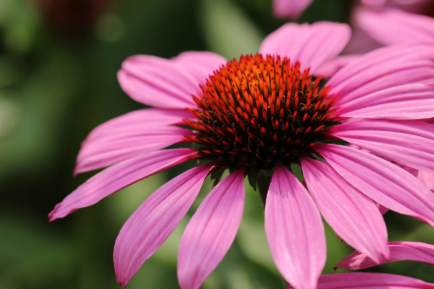 Échinacée -racines- (Echinacea angustifolia) 50 gr.