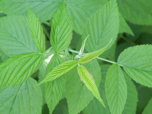 Raspberry leaves (Rubus idaeus) 100 gr.