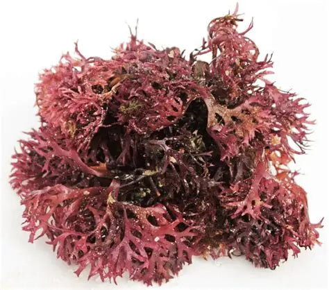 White seaweed - SEAWEED - (Chondrus crispus) 10 gr.