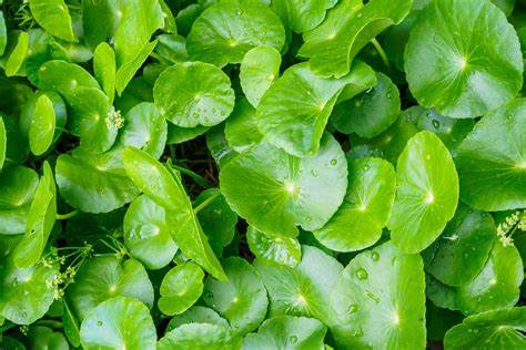 Gotu Kola (Centella asiatica) 100 gr.