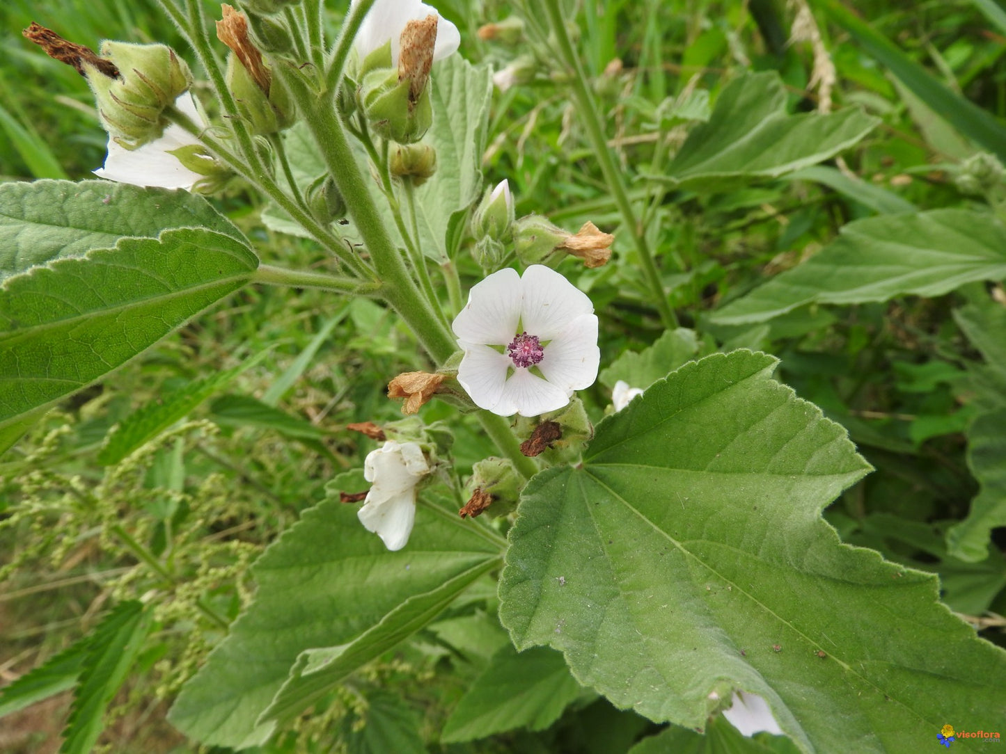 Guimauve - Racines - (althaea officinalis) 100 gr.