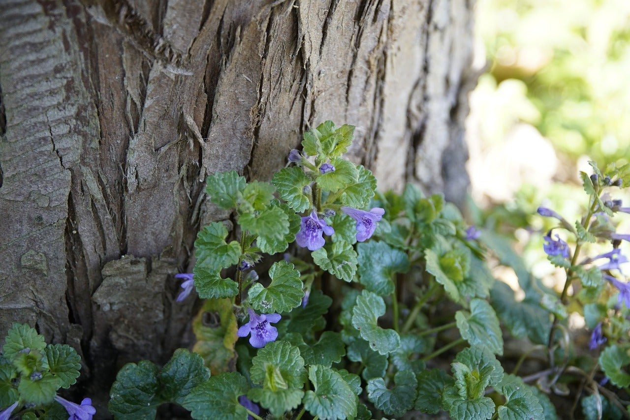 Terrestrial Ivy Tincture (Glechoma hederacea) 50 ml.