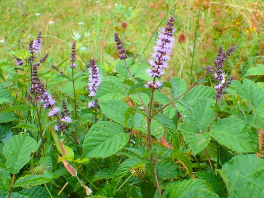 Teinture Menthe à épis (Mentha spicata) 50 ml.