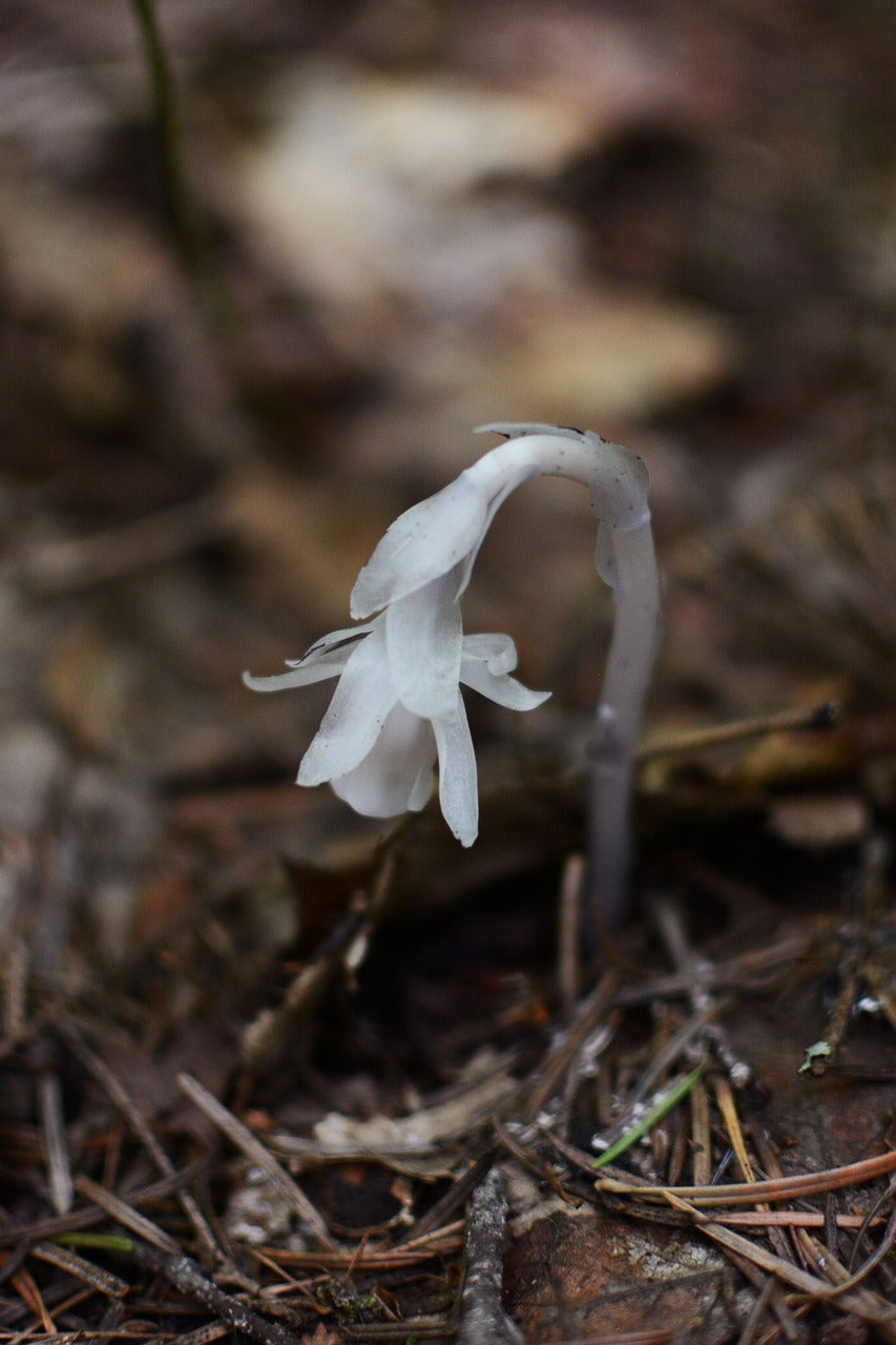 Monotrope uniflora tincture (Monotropa uniflora) 50 ml.