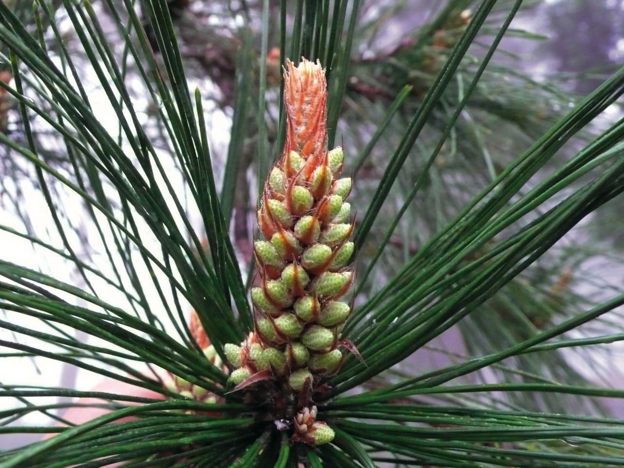 Teinture Pollen de Pin ( Pinus massoninana ) 50 ml.