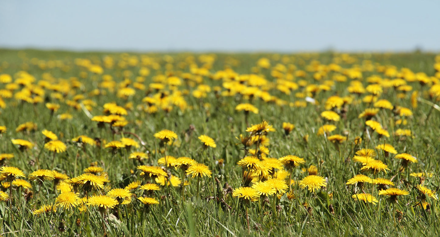 Vinaigré Pissenlit - racines - (Taraxacum officinale) 50 ml.