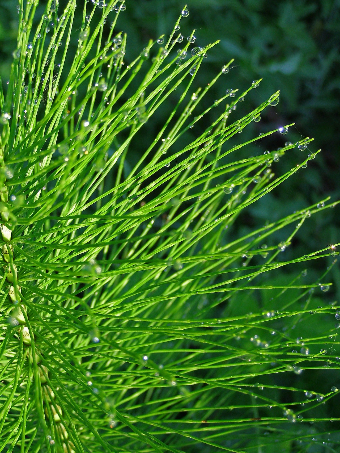 Vinaigré Prêle des champs (Equisetum arvense) 50 ml.