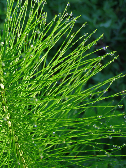 Horsetail Tincture (Equisetum arvense) 50 ml.