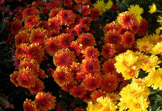 Chrysanthemum (Crhysanthemum X morifolium) 20 gr.