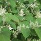 Renouée du Japon en poudre - racines- Capsules +- 400 mg. (Polygonum cuspidatum)