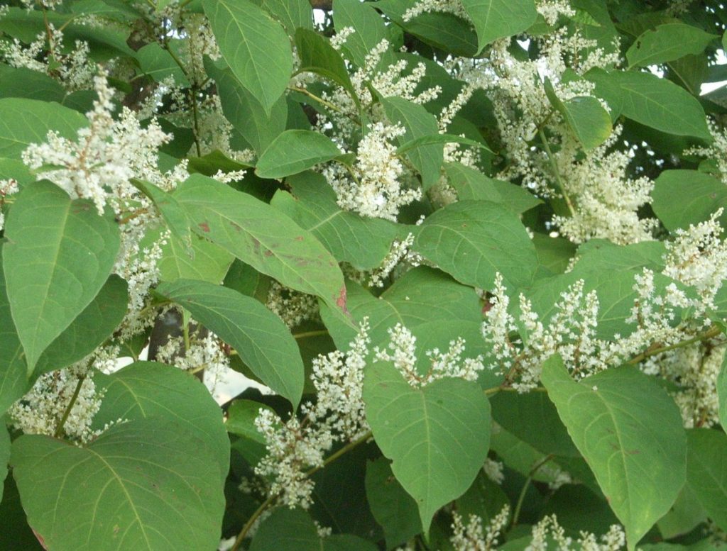 Renouée du Japon en poudre - racines- Capsules +- 400 mg. (Polygonum cuspidatum)