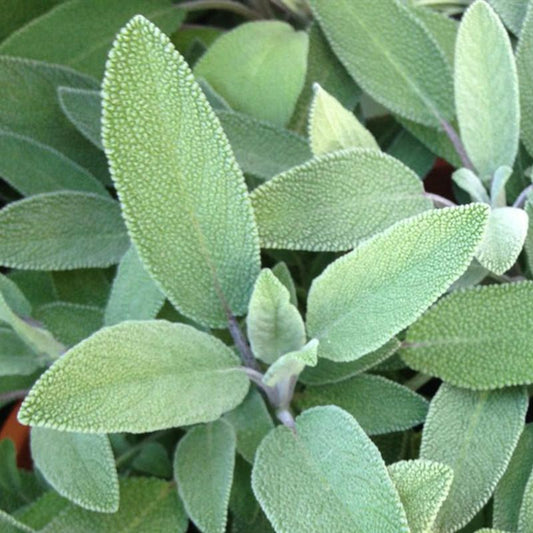 Sage Tincture (Salvia officinalis) 50 ml.