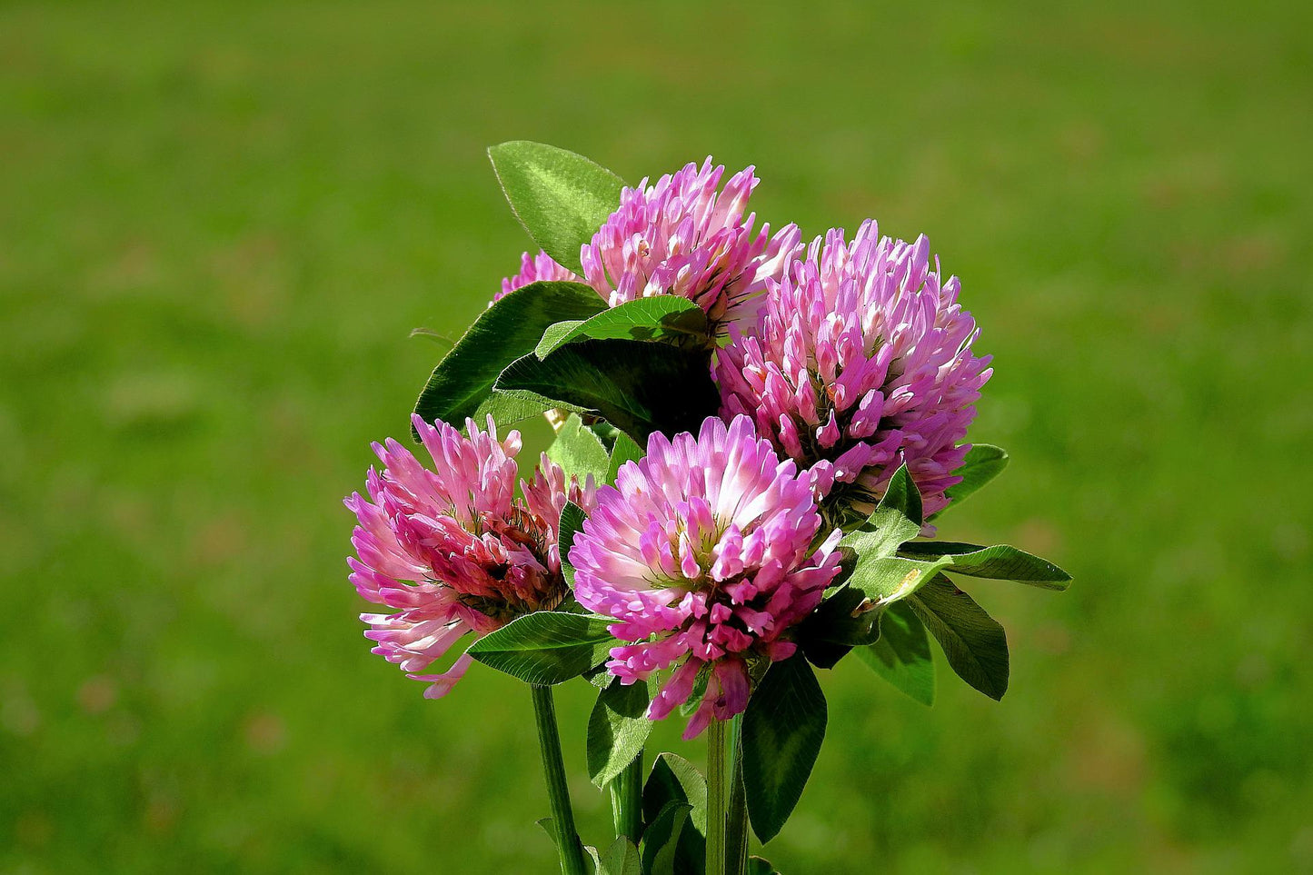 Red Clover Vinegar (Trifolium pratense) 50 ml.