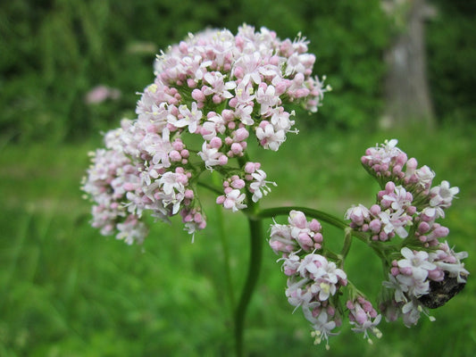 Valerian Tincture - Roots - (Valeriana officinalis) 50 ml.