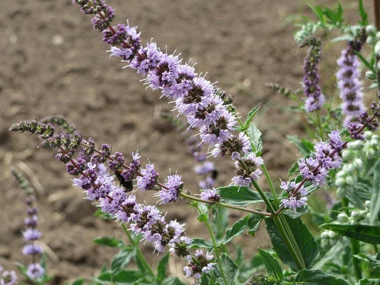 Menthe douce (Mentha spicata) 50 gr.