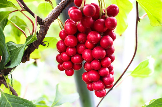 Teinture Schisandra (Shisandra chinensis) 50 ml.