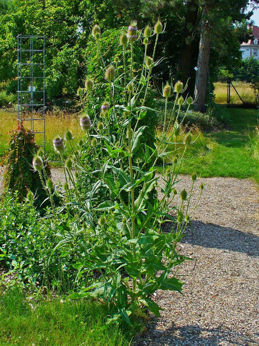 Teinture Cardère(Dipsacus fullonum)-racines 50 ml.