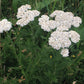 Yarrow (Achillea millefolium) 100 gr.