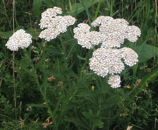 Yarrow (Achillea millefolium) 100 gr.