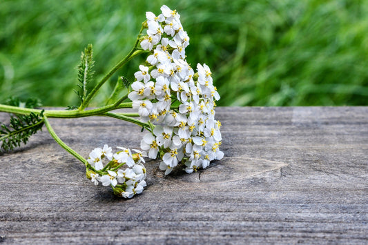 Yarrow tincture (Achillea millefolium) 50 ml.