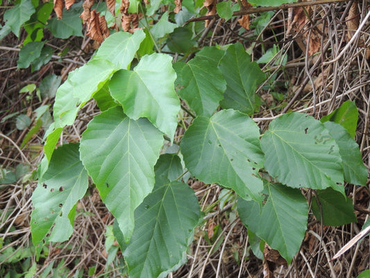 Alchornea, leaves (Alchornea cordifolia) 50 gr.