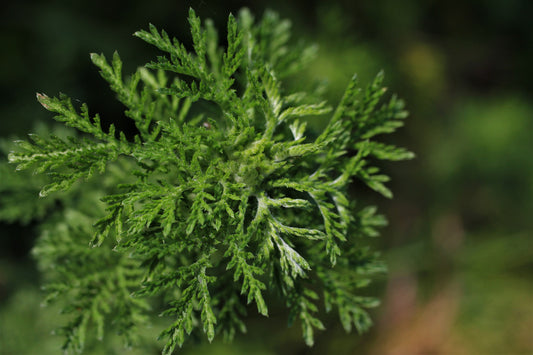 Annual mugwort tincture (Artemisia annua) 50 ml.