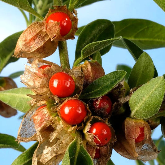 Vinaigré Ashwaganda - racines-  (Withania somnifera) 50 ml.