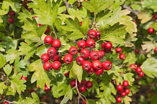 Hawthorn berries (Crataegus laevigata) 100 gr.