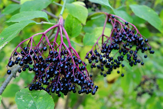 Black elderberries (sambucus nigra) 100 gr.