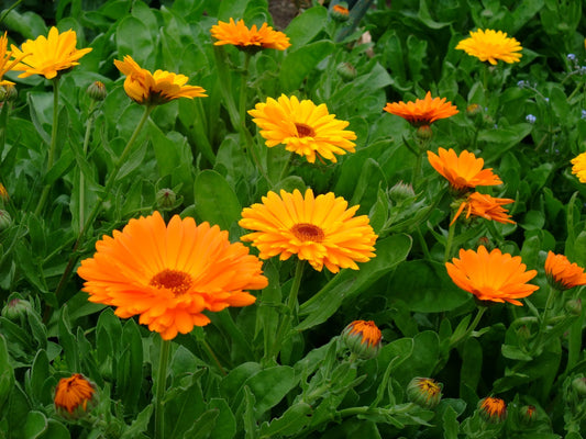 Calendule - POUDRE - (Calendula officinalis) 50gr.