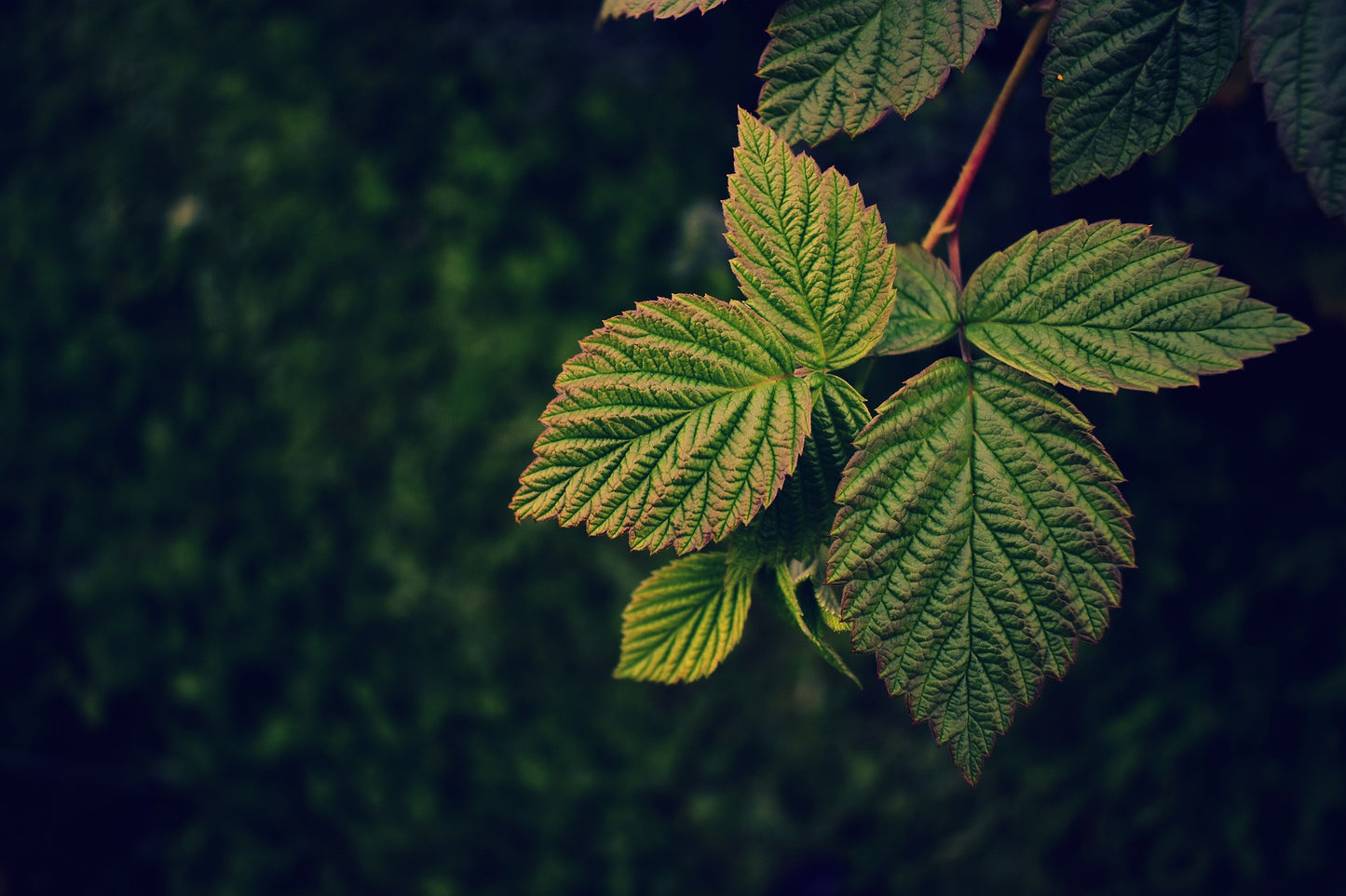 Teinture Framboisier -feuilles- (Rubus idaeus)  50 ml.