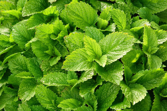 Lemon balm tincture (Melissa officinalis) 50 ml.