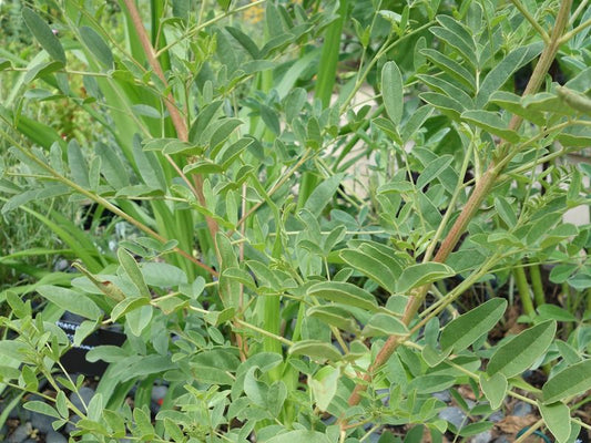 Teinture Réglisse - Racines -  (Glycyrrhiza glabra) 50 ml.