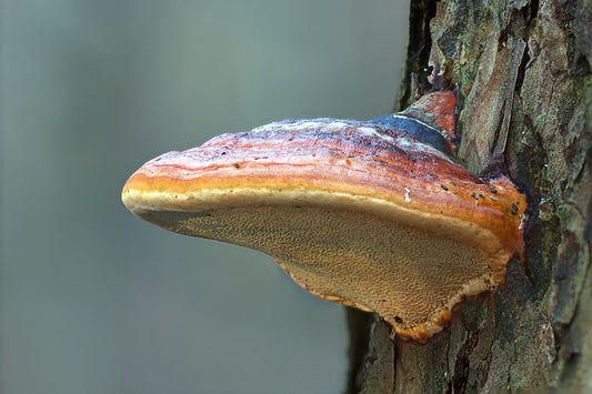 Teinture Reishi (Ganoderma lucidum) 50 ml.