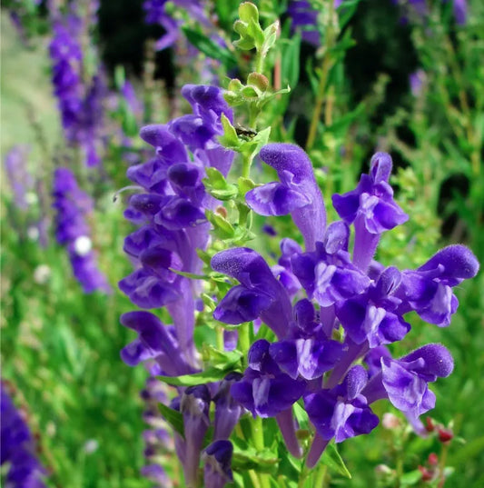 Teinture Scutellaire Chinoise ou du Baïkal - racines- (Scutellaria baicalensis) 50 ml.