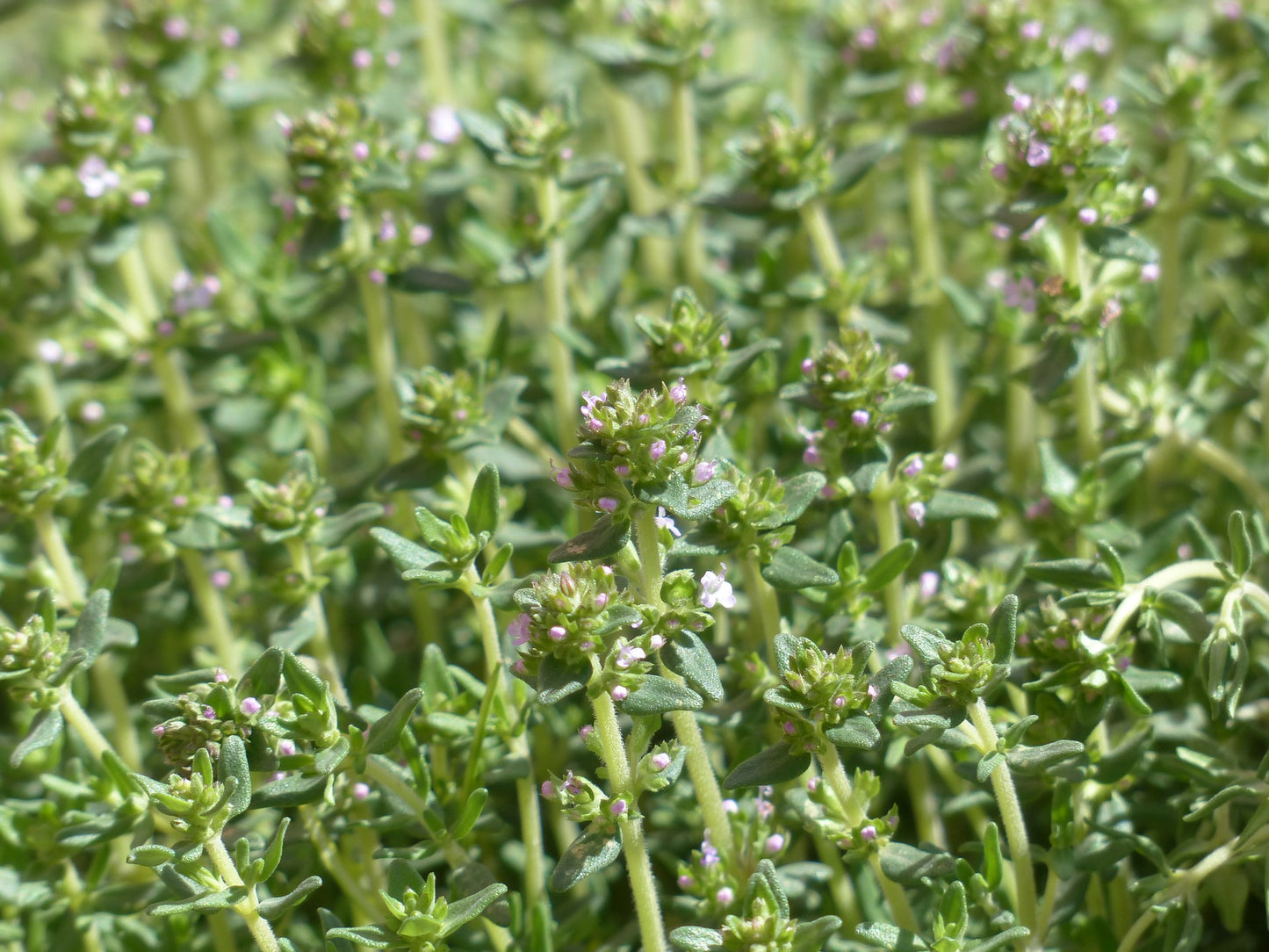 Thyme (Thymus vulgaris) 100 gr.