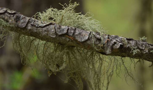 Bearded Usnea Tincture (Usnea barbata) 50 ml.