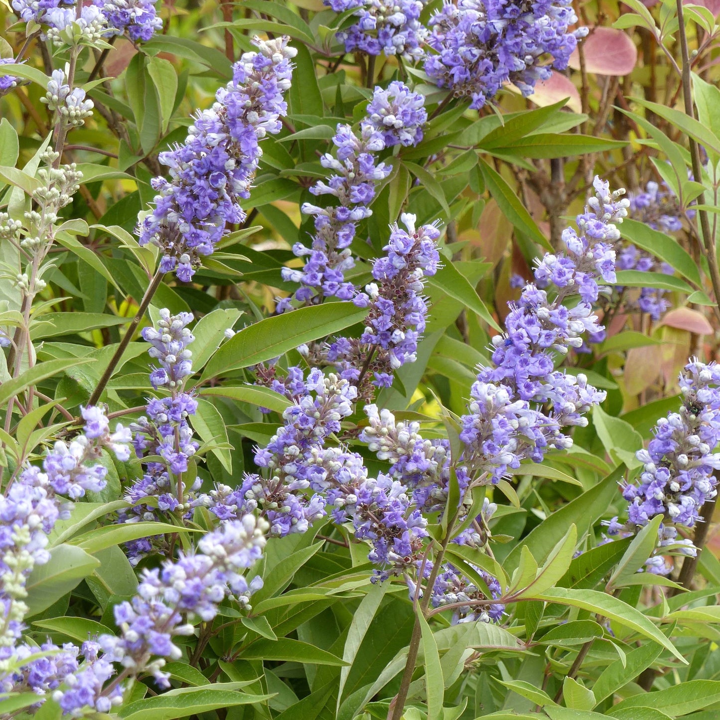 Vitex tincture (Vitex agnus castus) 50 ml.