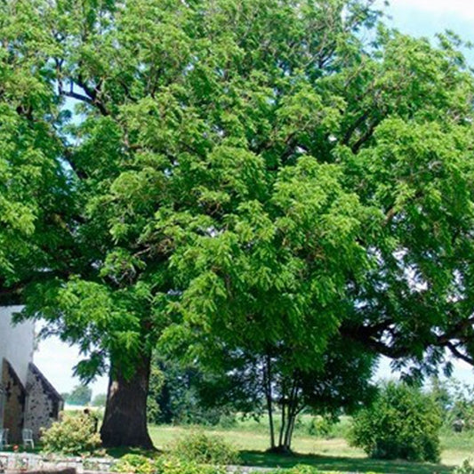 Black walnut, black walnut (Juglans nigra) 100 gr.