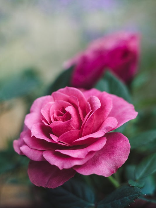 Extrait oléique (Huile florale) de Pétales de rose 100 ml.